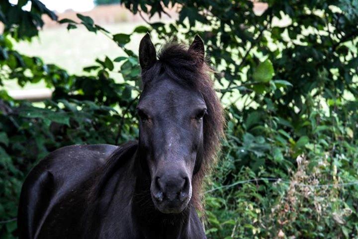Anden særlig race • Silver • Min Soulmate<3• Himmelpony - Smukke  billede 2