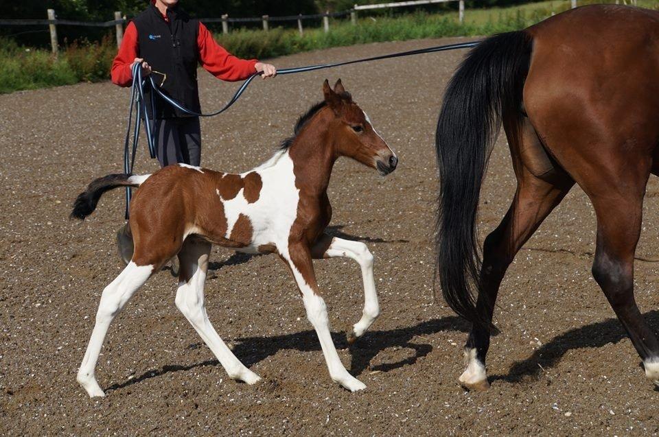 Anden særlig race Low Lime billede 12