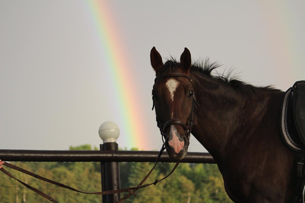 Dansk Varmblod Don poséidon F.J. - dato. 17/9-2013 billede 7