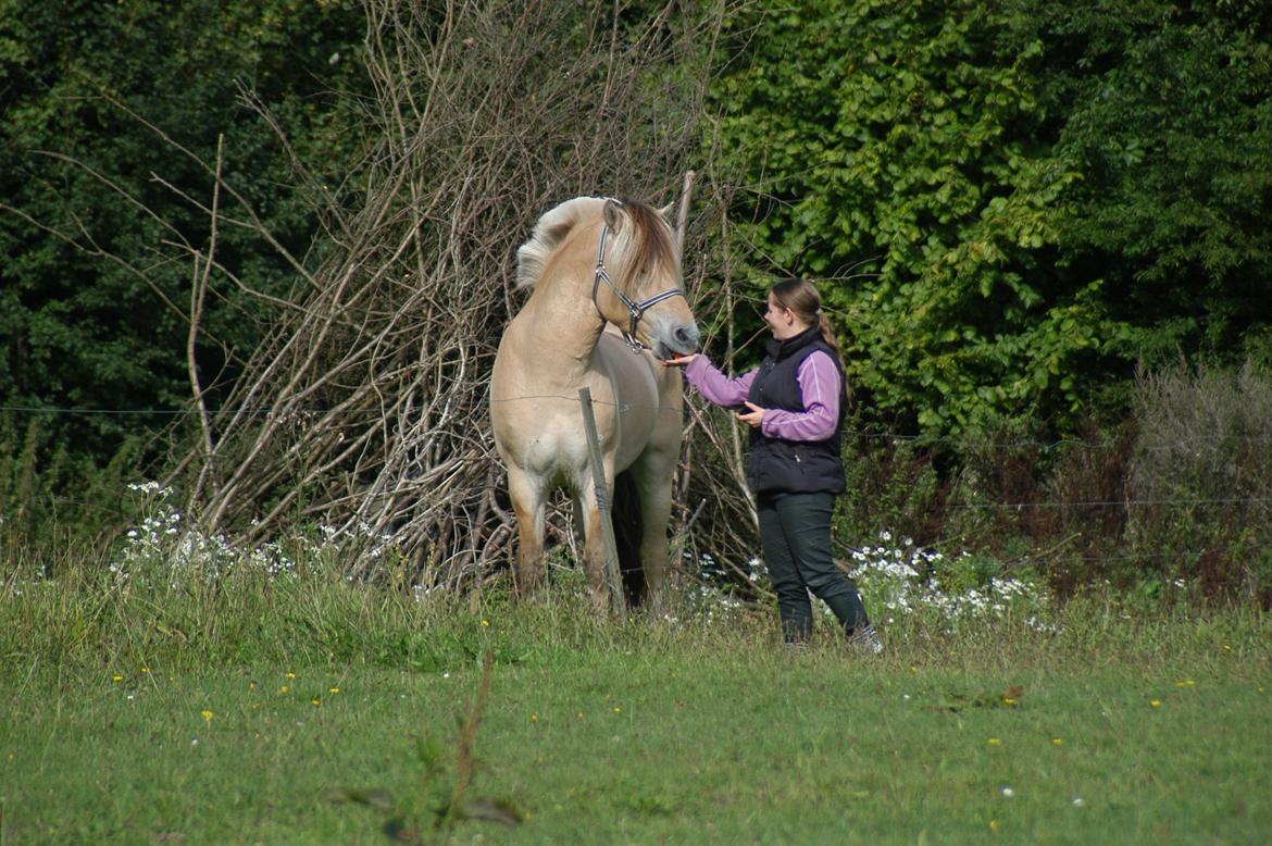 Fjordhest KRAGELUNDS TRYM - 21.09.13: Mig og Trym <3 billede 4