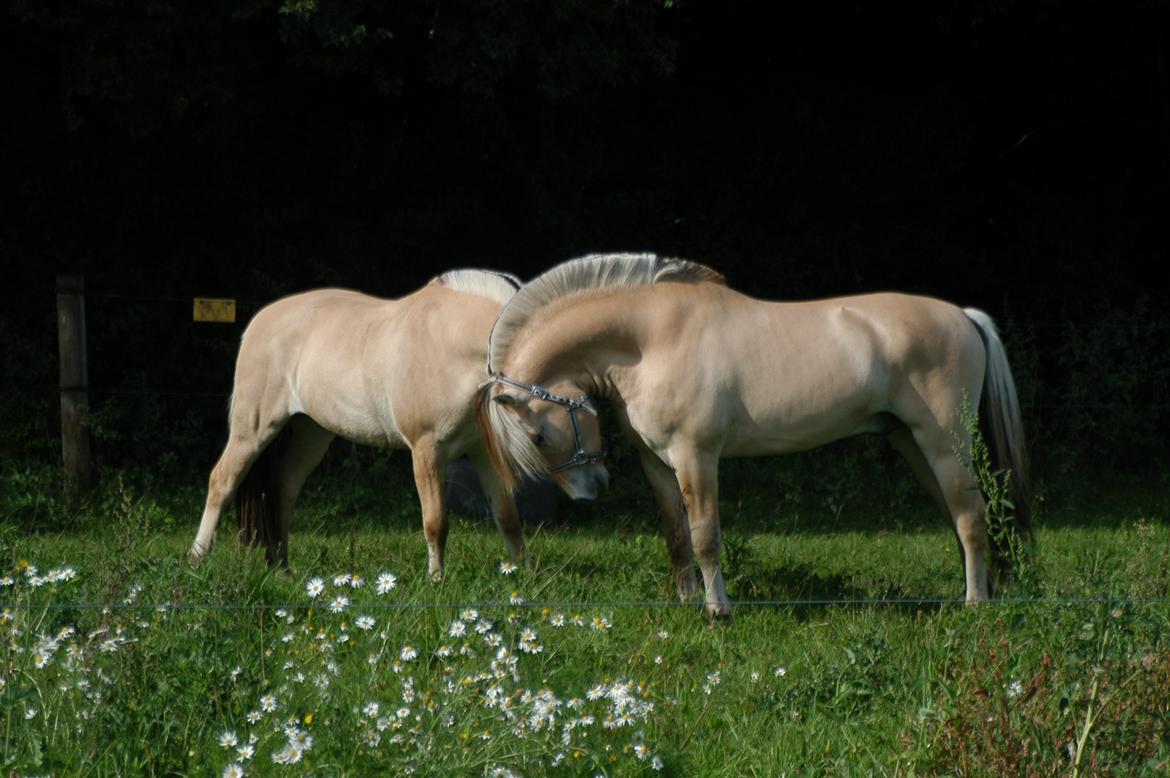 Fjordhest KRAGELUNDS TRYM - 21.09.13: Trym møder Merkur Skovå :) billede 8