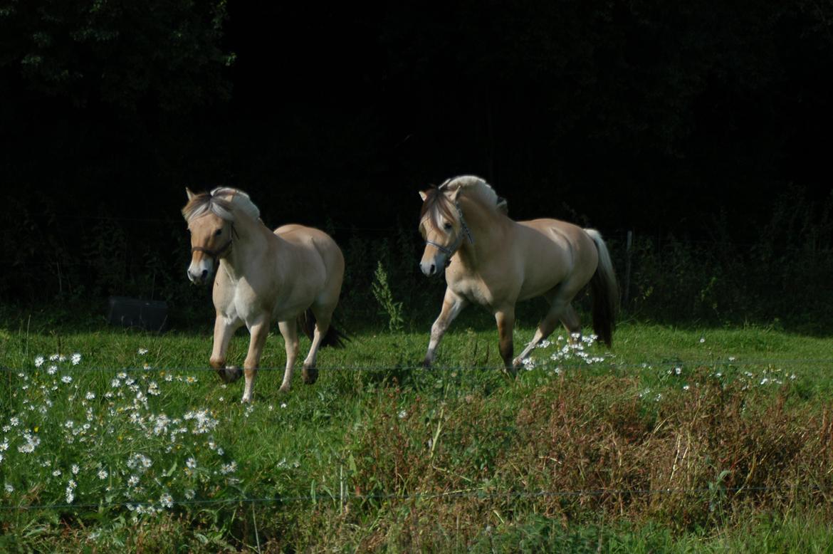 Fjordhest KRAGELUNDS TRYM - 21.09.13: "Hey, jeg vil lege" :) billede 9