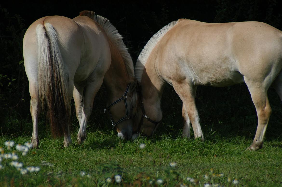 Fjordhest KRAGELUNDS TRYM - 21.09.13 billede 10