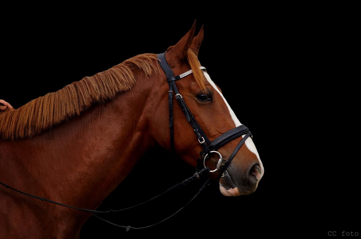 Pinto Whiskey In The Jar billede 1