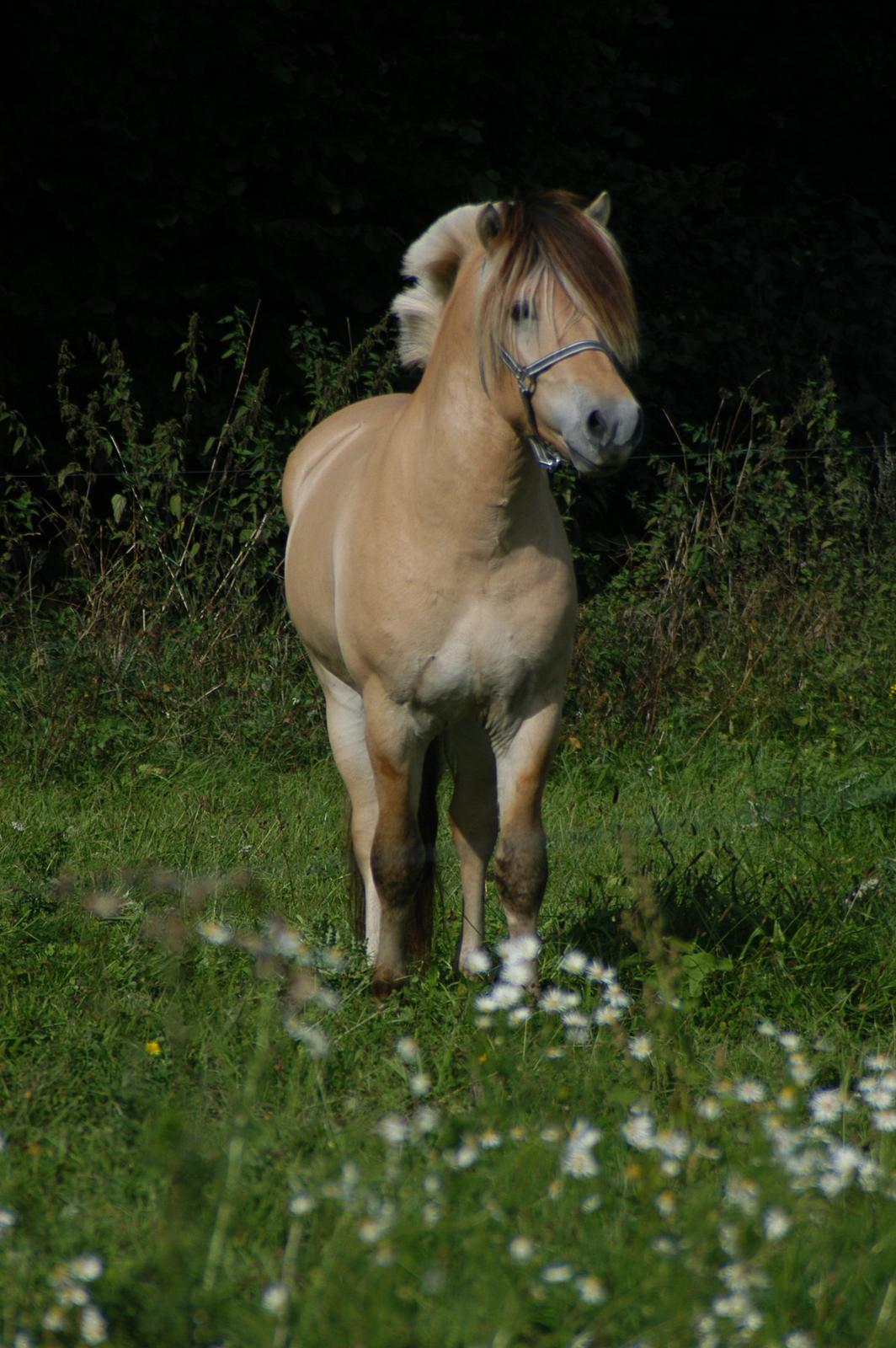 Fjordhest KRAGELUNDS TRYM - 21.09.13 billede 11