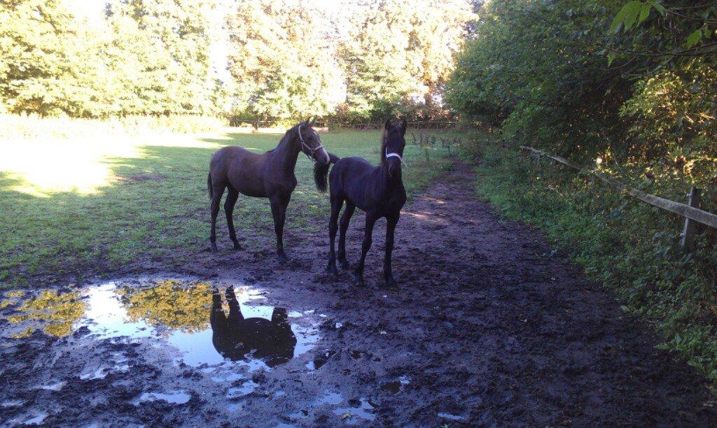 Frieser Aura (Solgt) billede 4