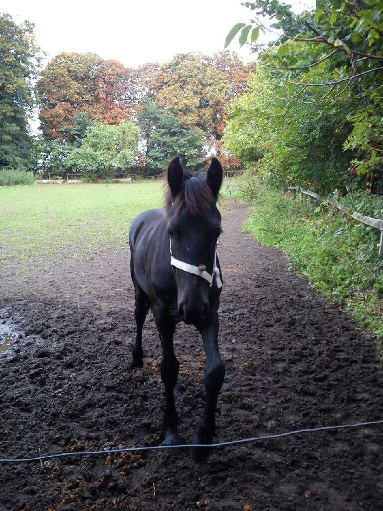 Frieser Aura (Solgt) billede 2