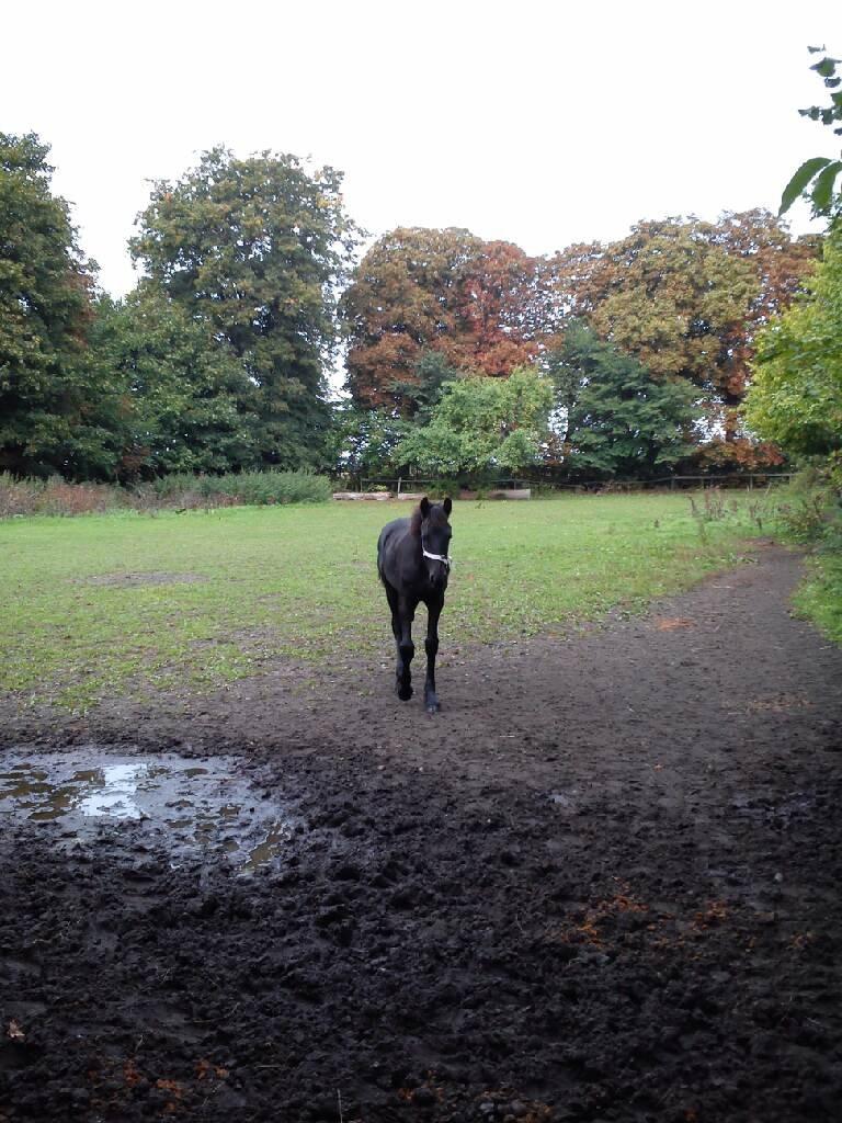 Frieser Aura (Solgt) billede 5