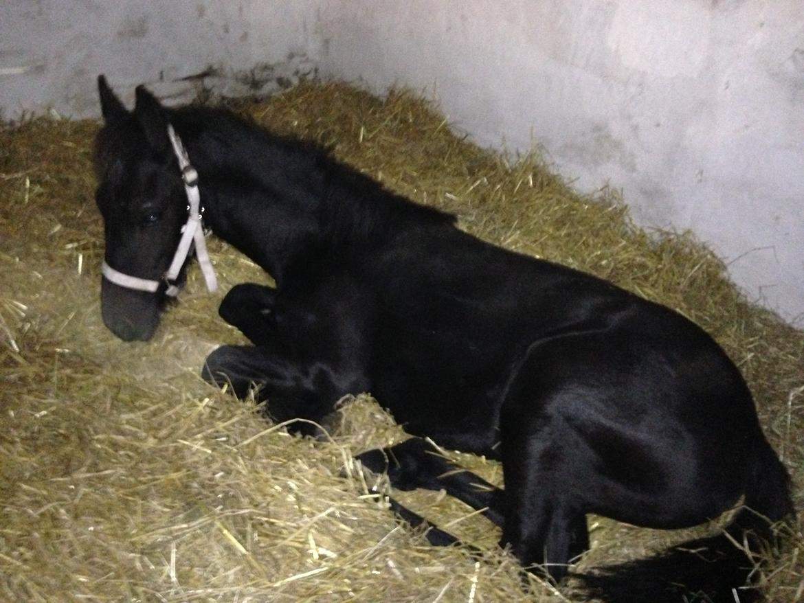 Frieser Aura (Solgt) billede 1