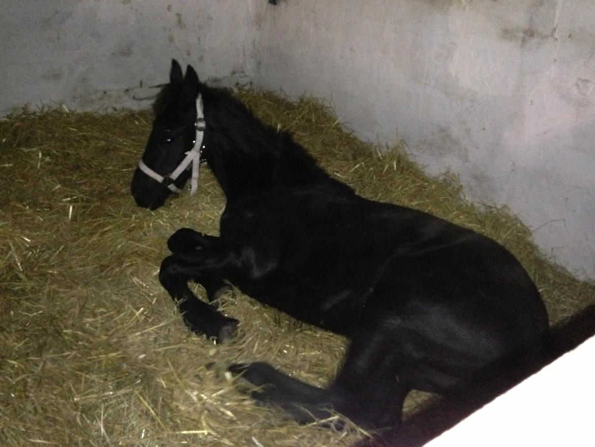 Frieser Aura (Solgt) billede 6