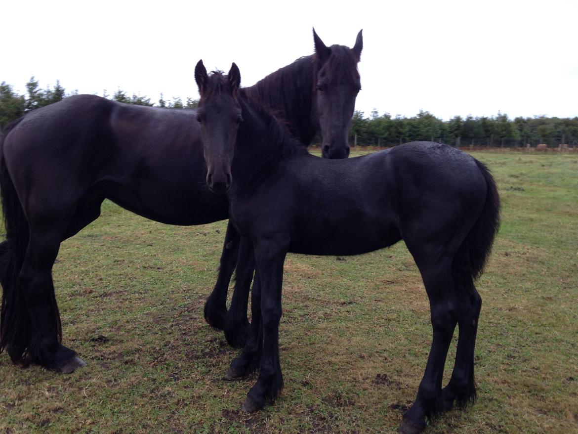 Frieser Aura (Solgt) billede 3