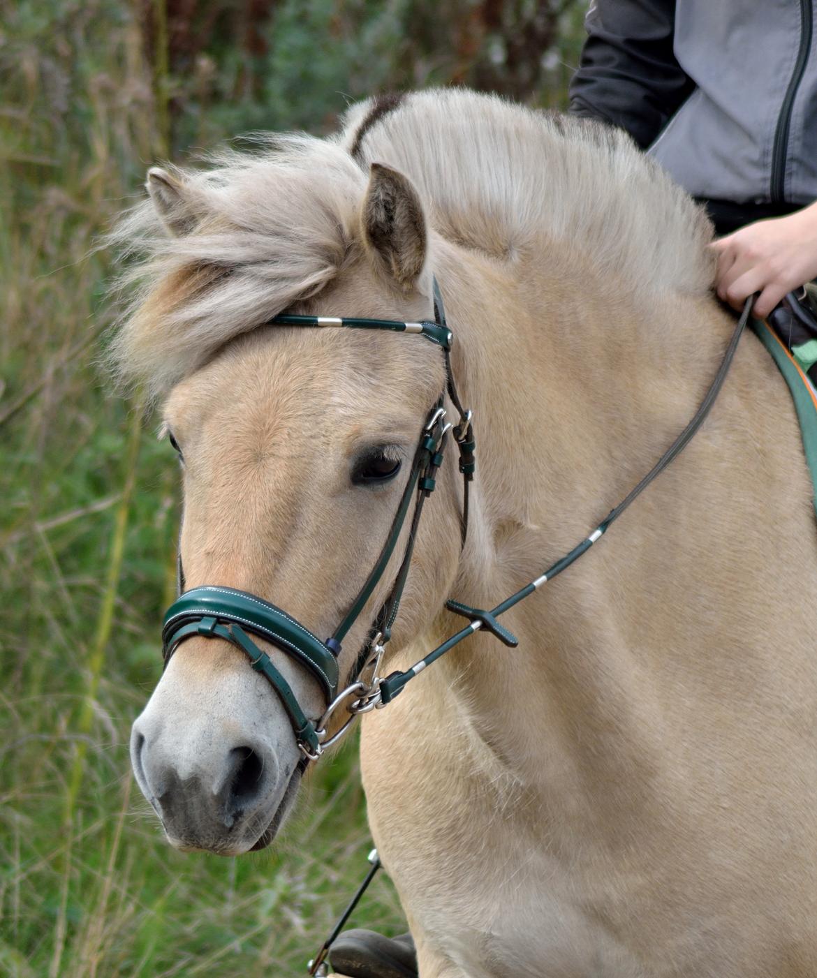 Fjordhest | Odin Møldrup | Hotte  - Flotte Hotte med sin grønne trense billede 11