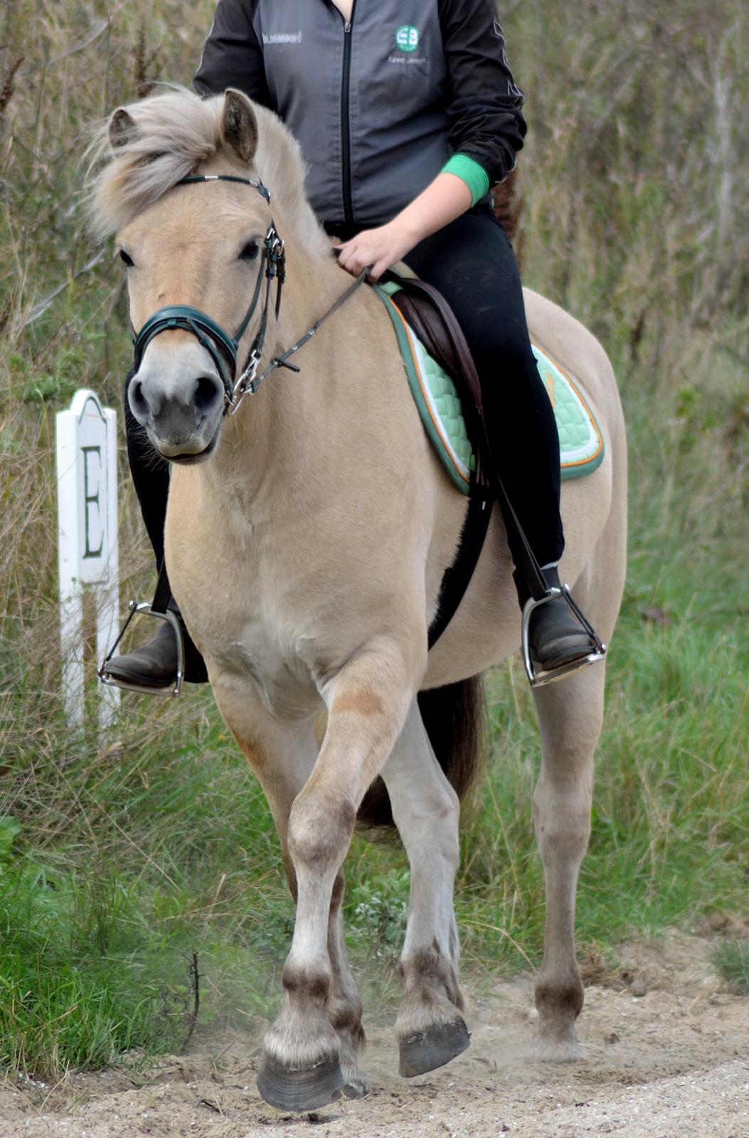 Fjordhest | Odin Møldrup | Hotte  - En glad Hotte i trav d.8/9 billede 15