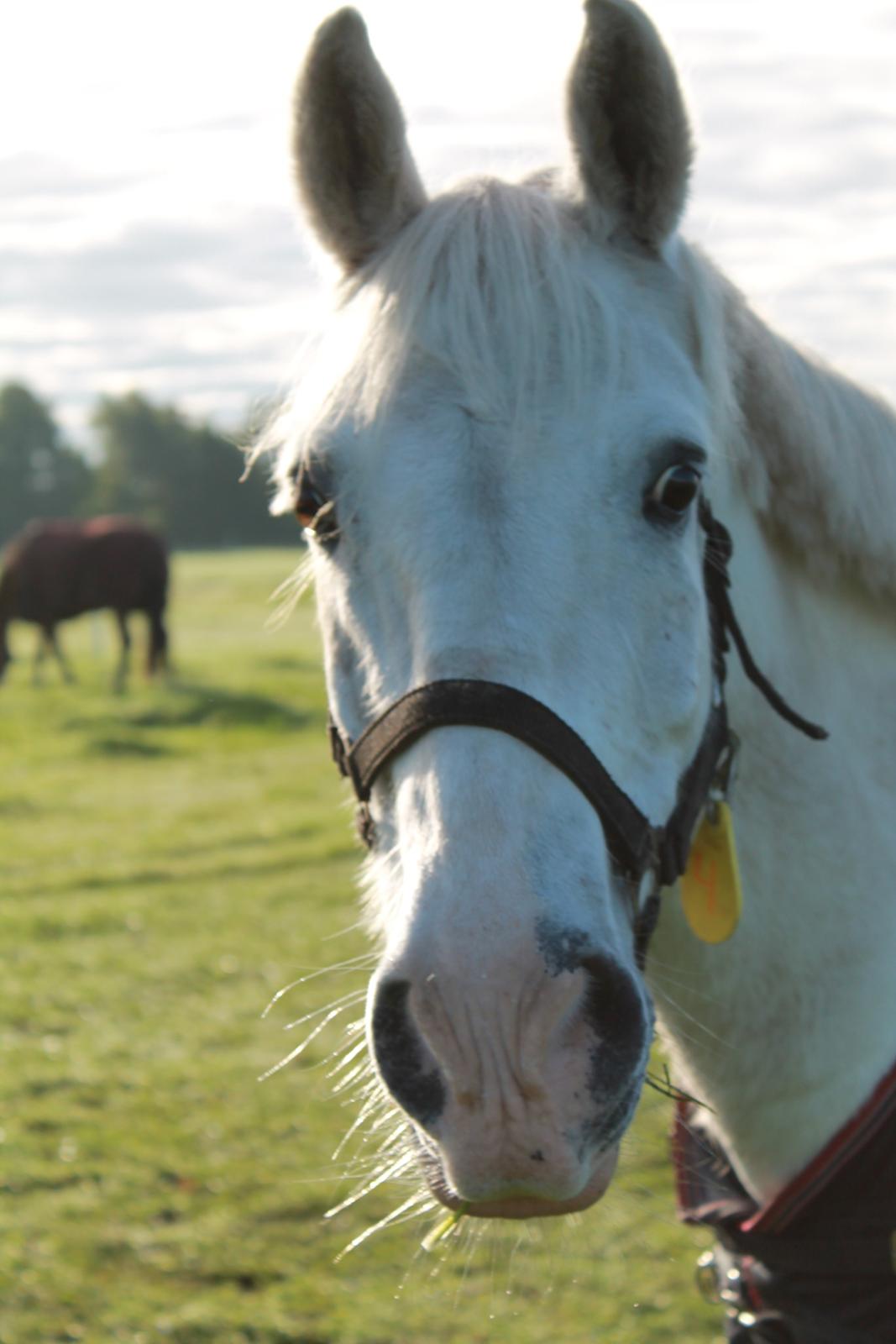 Anden særlig race Silver <3  - Hvis gud har skabt noget smukkere end dig, har han beholdt det for sig selv  <3
Silver på sommerfold (-: billede 17