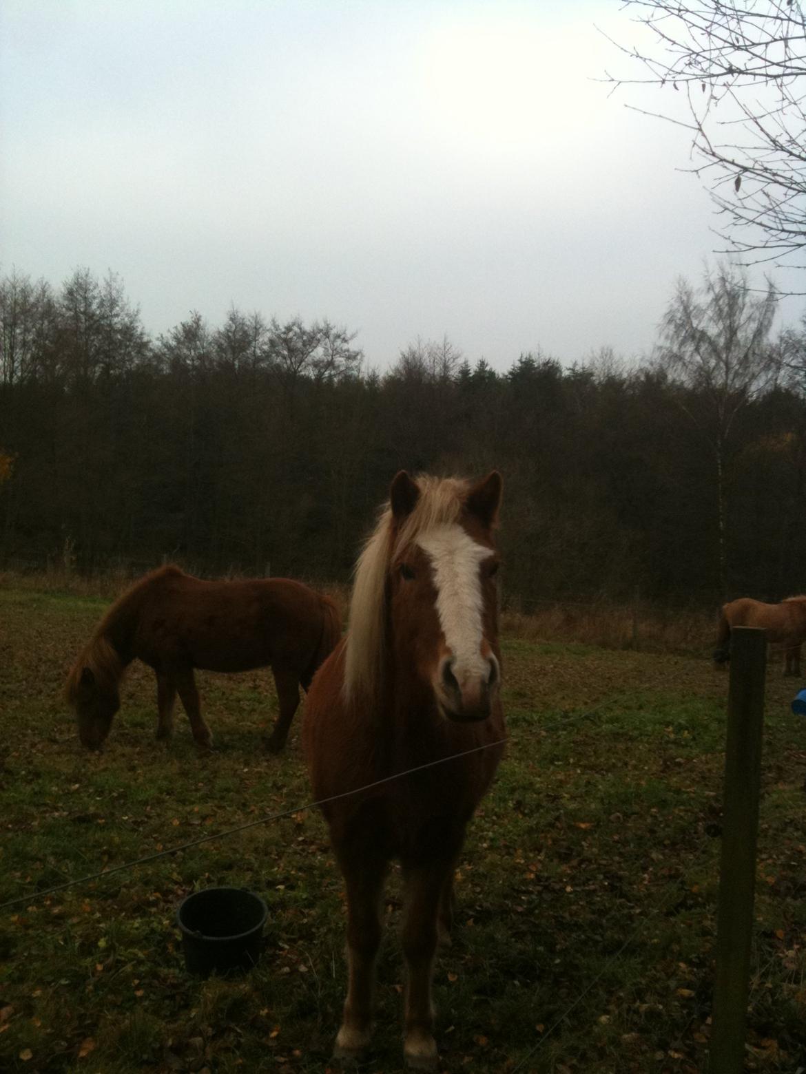 Islænder Elja af skovbogaard (Himmelhest) billede 7