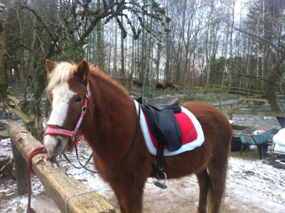 Islænder Elja af skovbogaard (Himmelhest) billede 18