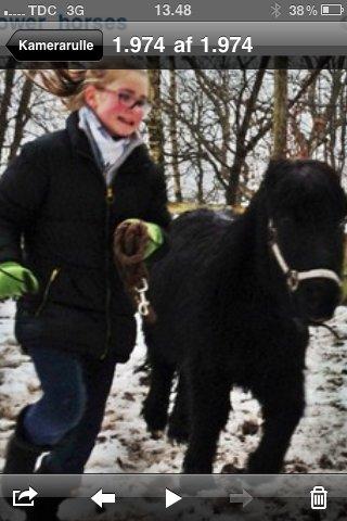 Shetlænder Paw af Ellebrud (himmelhest) billede 16