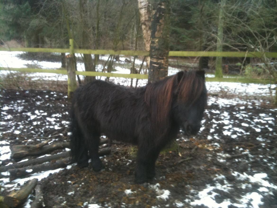 Shetlænder Paw af Ellebrud (himmelhest) billede 18