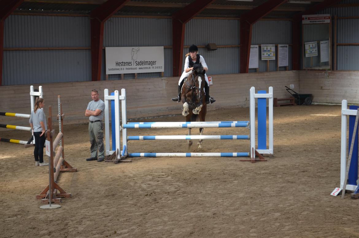 Dansk Varmblod Lucilla-HØM "SOLGT" billede 3