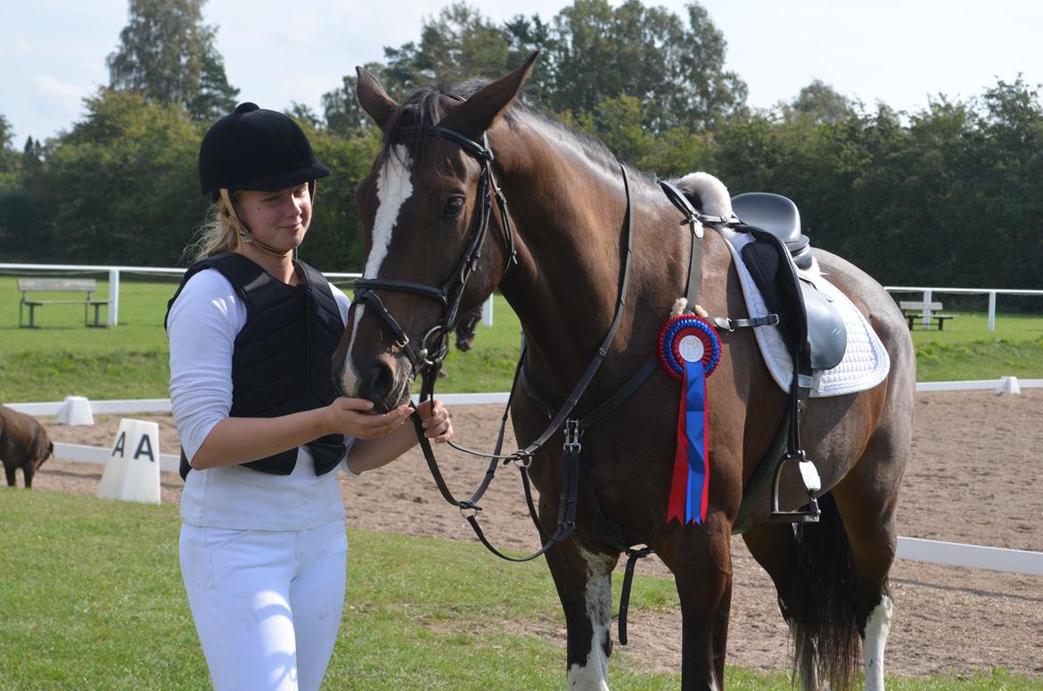 Dansk Varmblod Lucilla-HØM "SOLGT" billede 8