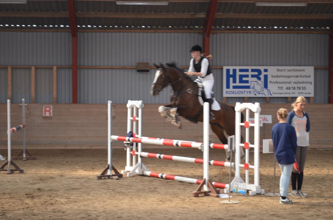 Dansk Varmblod Lucilla-HØM "SOLGT" billede 6