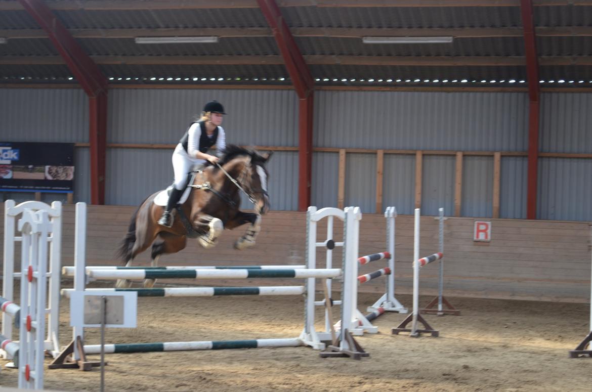 Dansk Varmblod Lucilla-HØM "SOLGT" billede 11