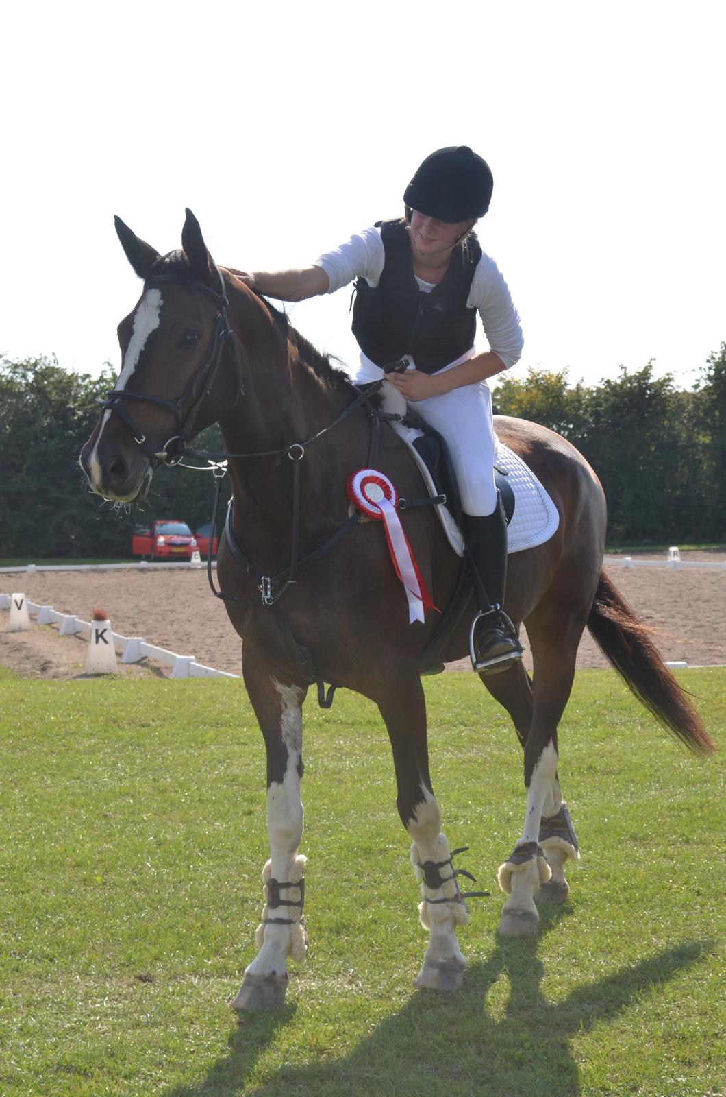 Dansk Varmblod Lucilla-HØM "SOLGT" billede 2