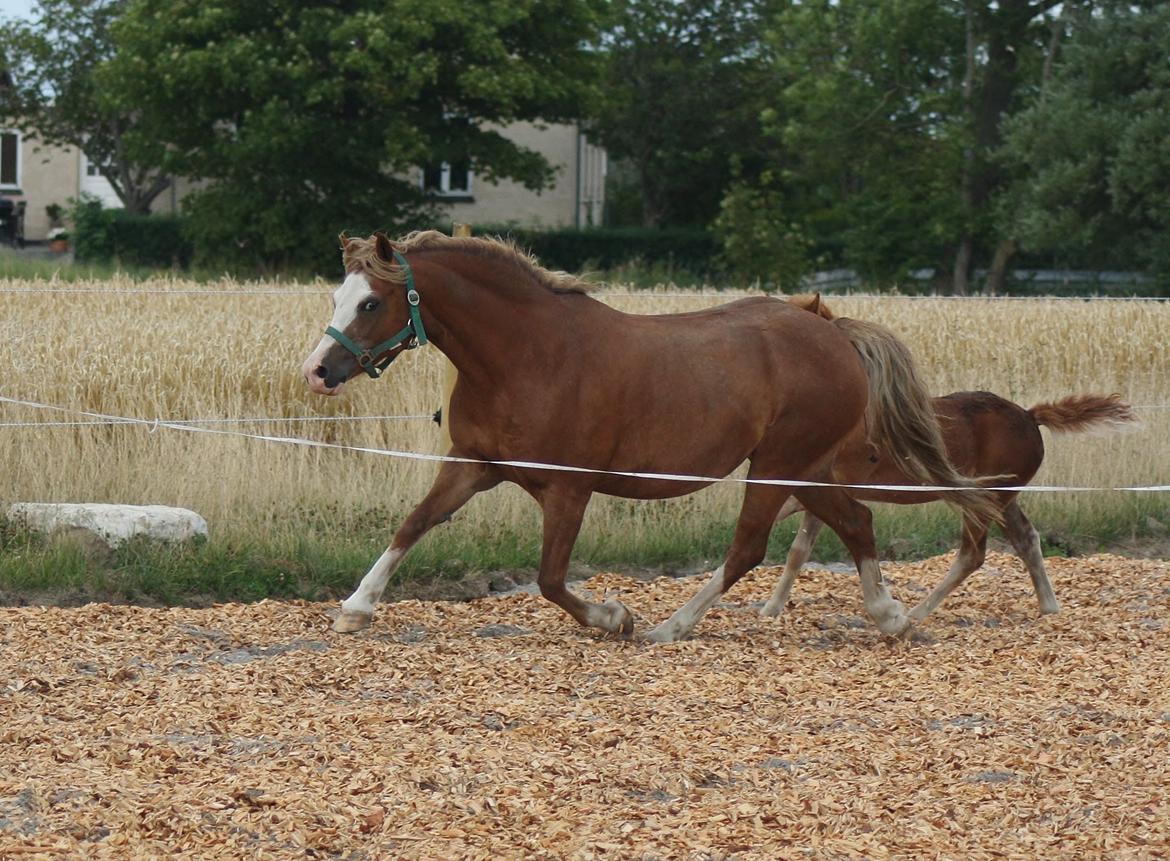 Welsh Mountain (sec A) Ceulan Romany - Romany ude og løsspringe billede 26