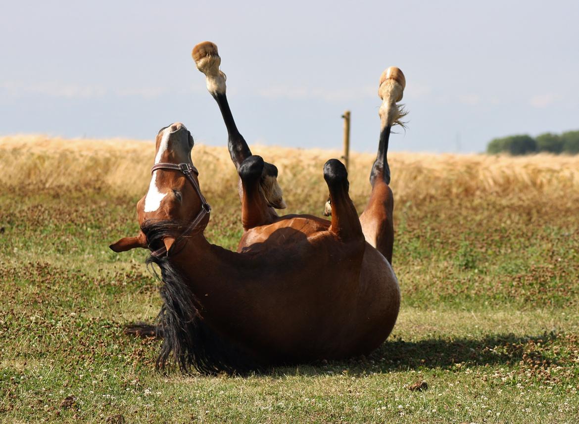 Welsh Cob (sec D) Nebo Tulip - Aug =) billede 18