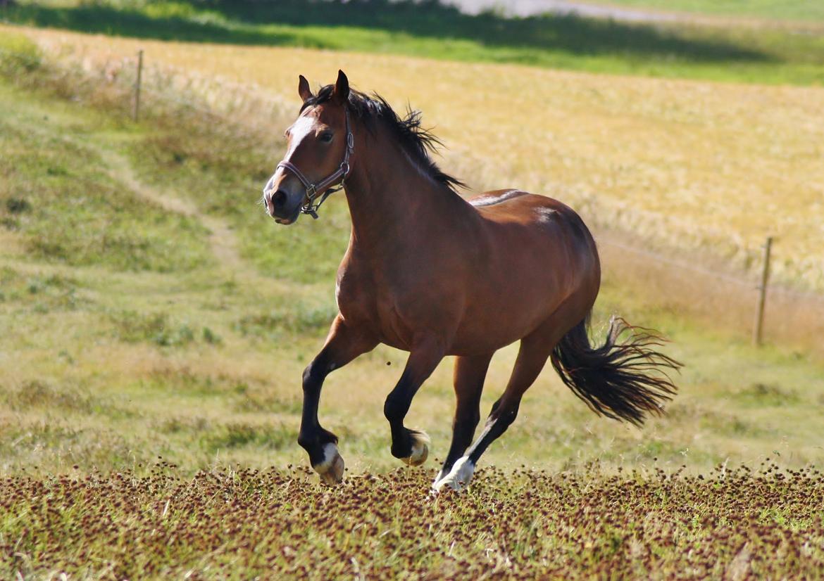 Welsh Cob (sec D) Nebo Tulip - aug =) billede 25