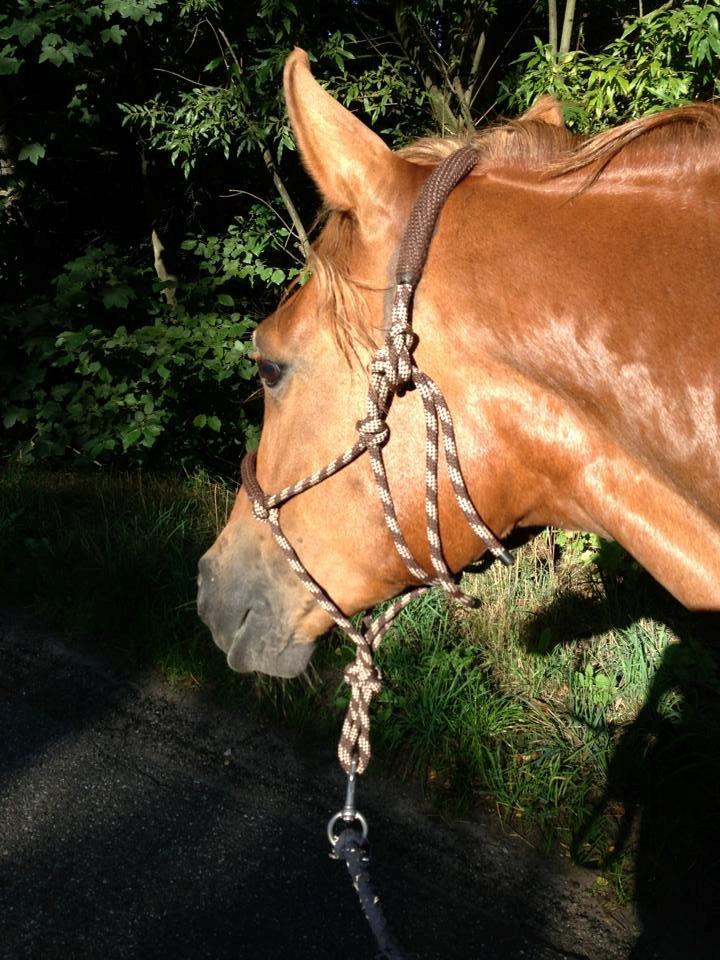 Pinto Svalegårdens Himalaya - Bimmer - På tur :) billede 7