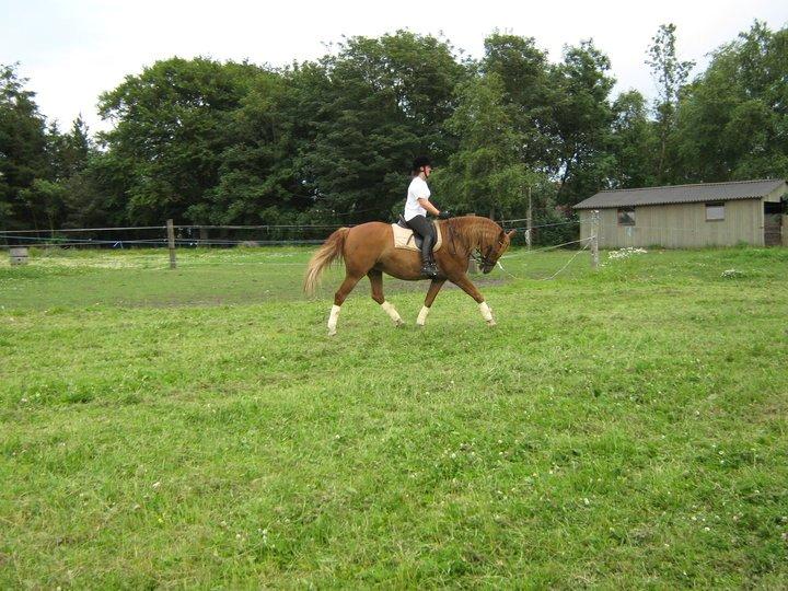 Pinto Svalegårdens Himalaya - Bimmer - Billede fra dengang hun blev tilredet :) billede 8