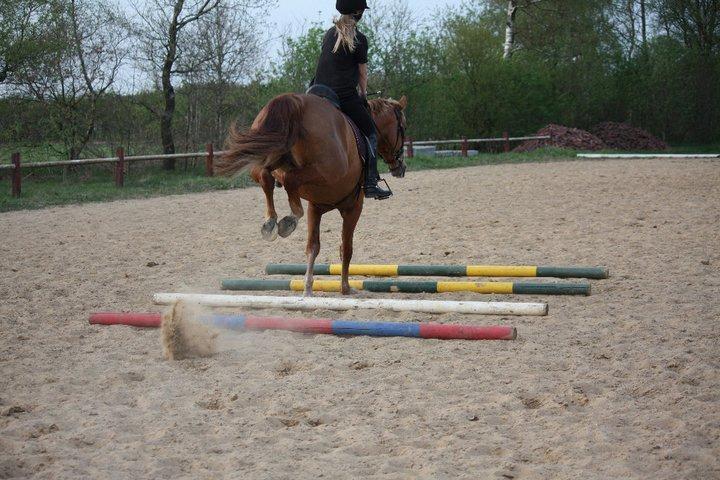 Pinto Svalegårdens Himalaya - Bimmer - Det der med travbomme :b Det er ligesom om hun ikke har fanget ideen i det :) billede 10