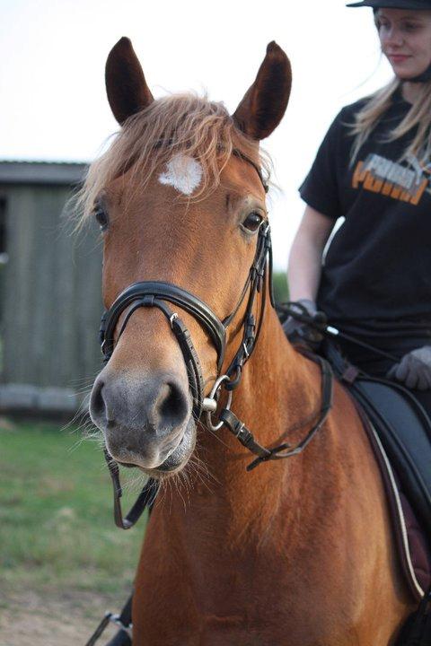 Pinto Svalegårdens Himalaya - Bimmer billede 13