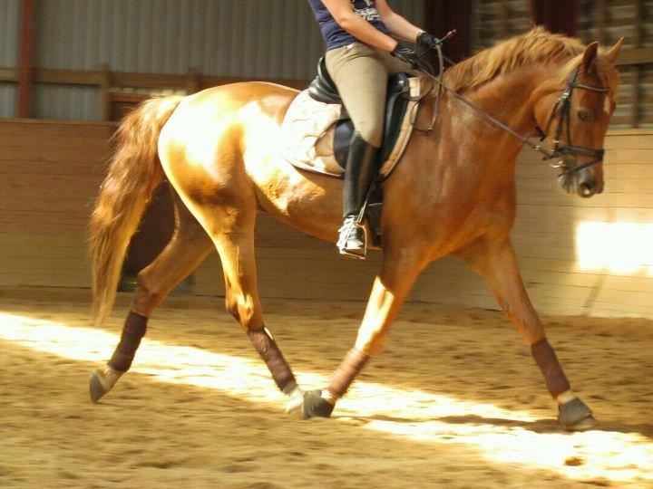 Pinto Svalegårdens Himalaya - Bimmer billede 15