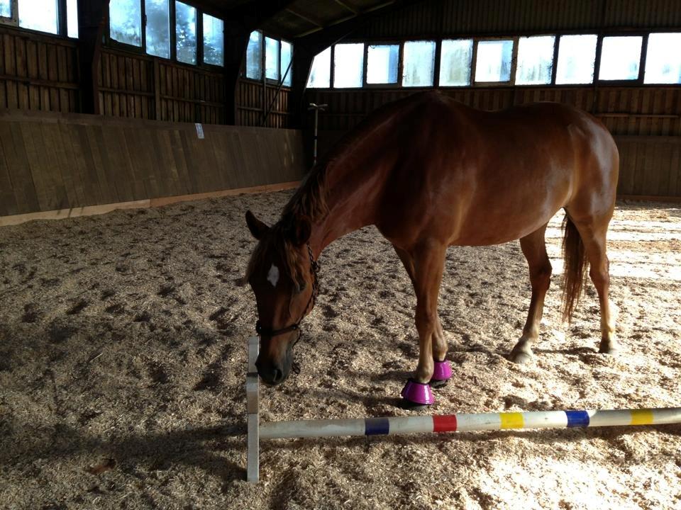 Pinto Svalegårdens Himalaya - Bimmer billede 16