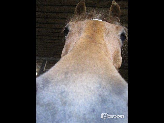 Pinto Svalegårdens Himalaya - Bimmer billede 20