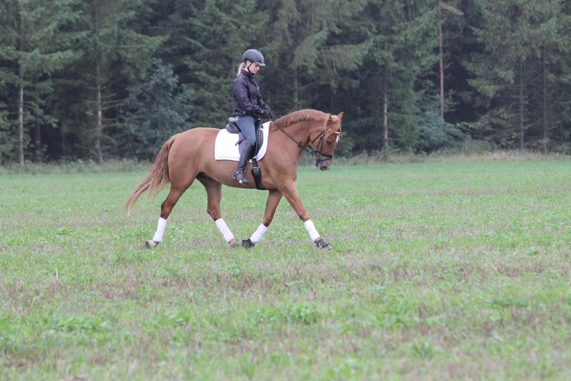 Pinto Svalegårdens Himalaya - Bimmer billede 6
