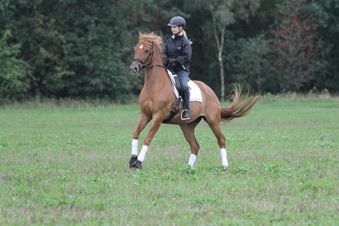 Pinto Svalegårdens Himalaya - Bimmer - Hidsig Badebold :D billede 11