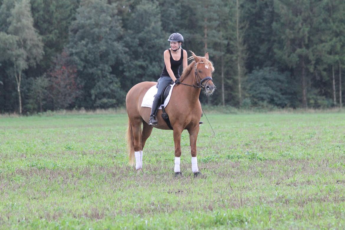 Pinto Svalegårdens Himalaya - Bimmer - Det er hårdt at lege dressurhest :) billede 17