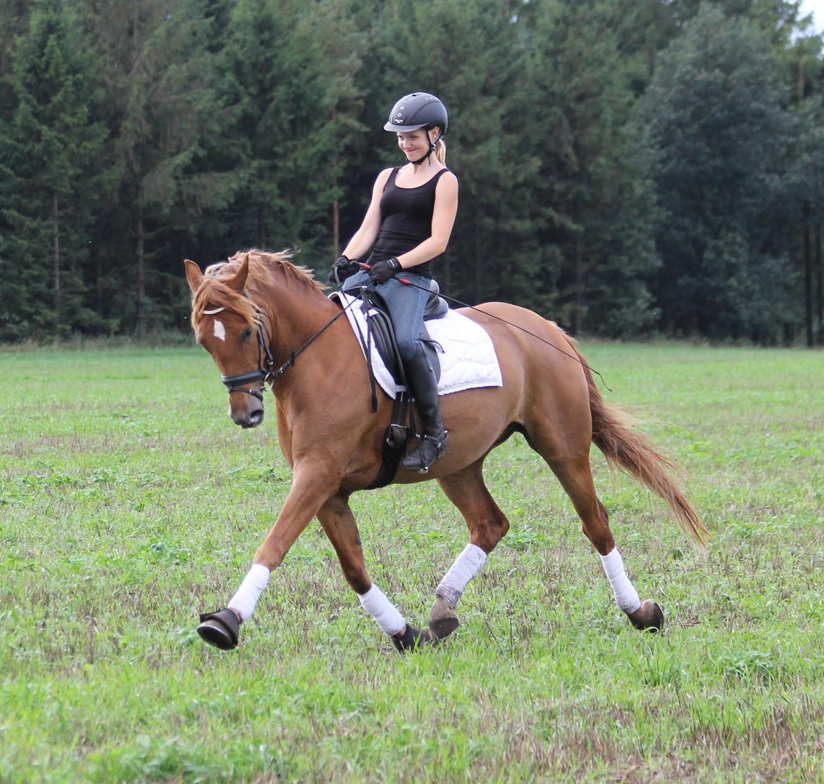 Pinto Svalegårdens Himalaya - Bimmer - Fedeste øgninger :) billede 3