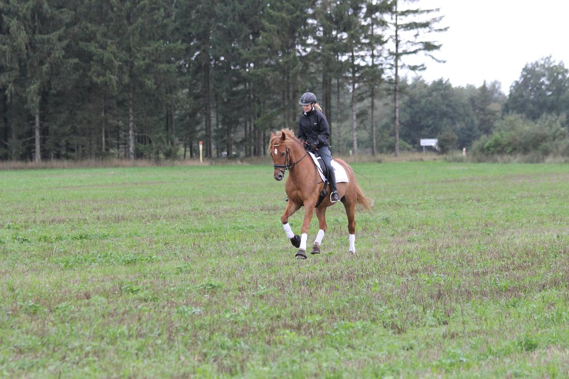 Pinto Svalegårdens Himalaya - Bimmer billede 19