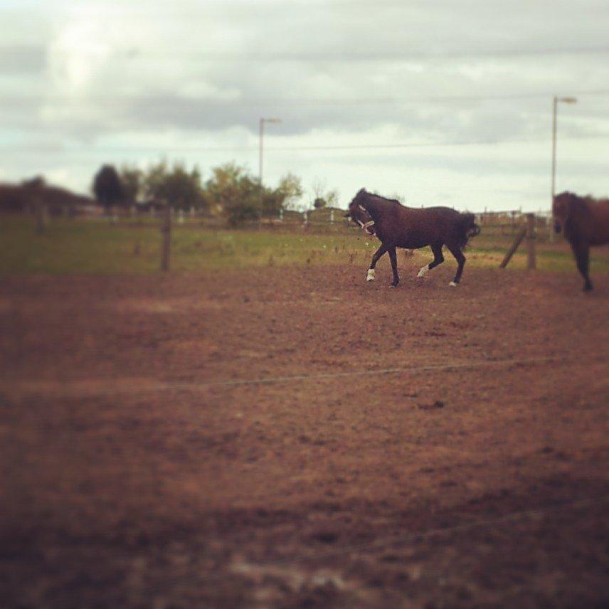 New Forest Chamsiin - lidt op og køre billede 9