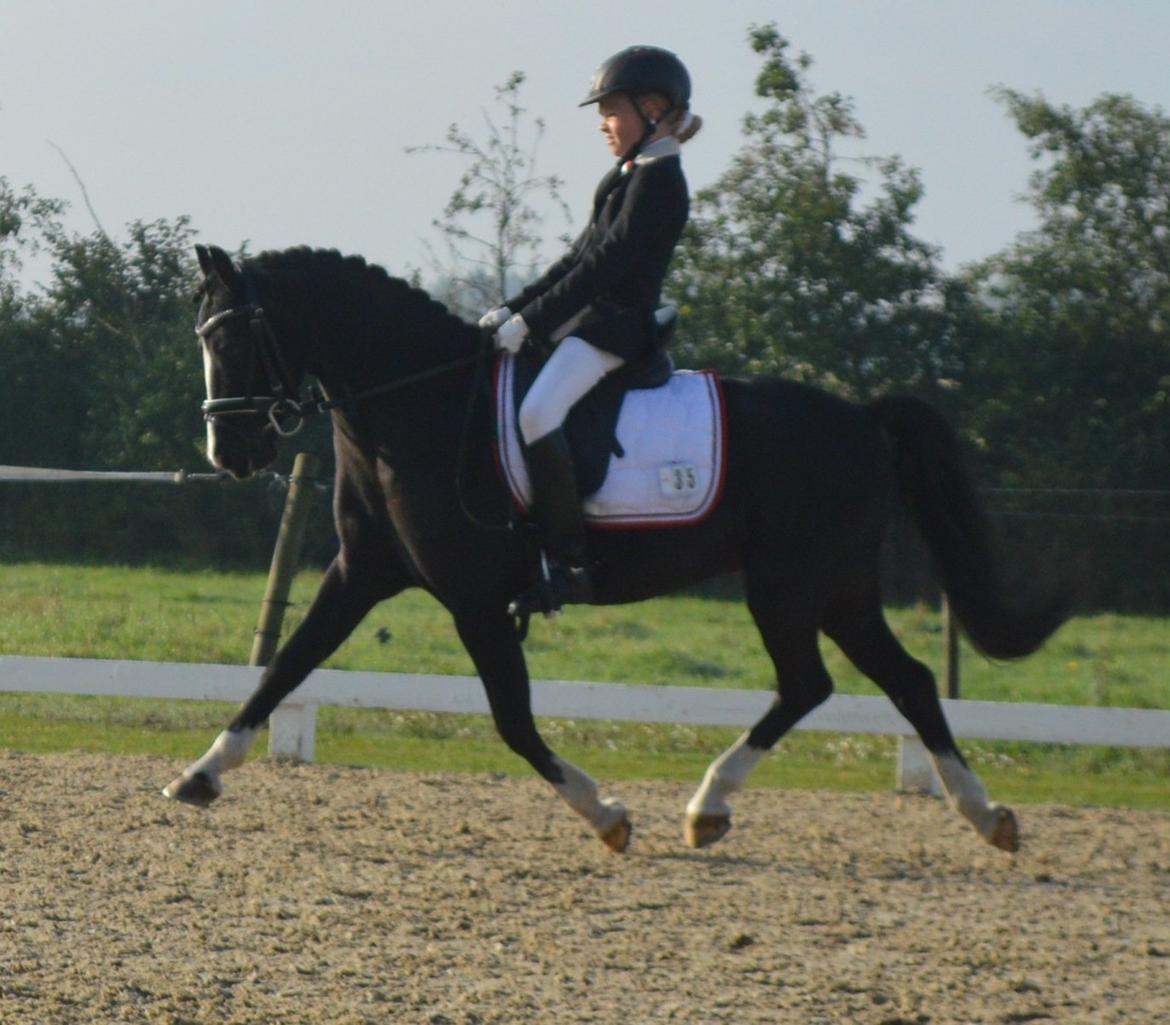 Welsh Pony af Cob-type (sec C) Hestemøllegårds Batman *A-PONY* - Batman kan flyve<3 billede 16