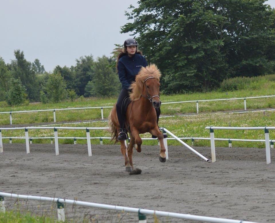 Islænder Dreki fra Hoelgaard billede 5