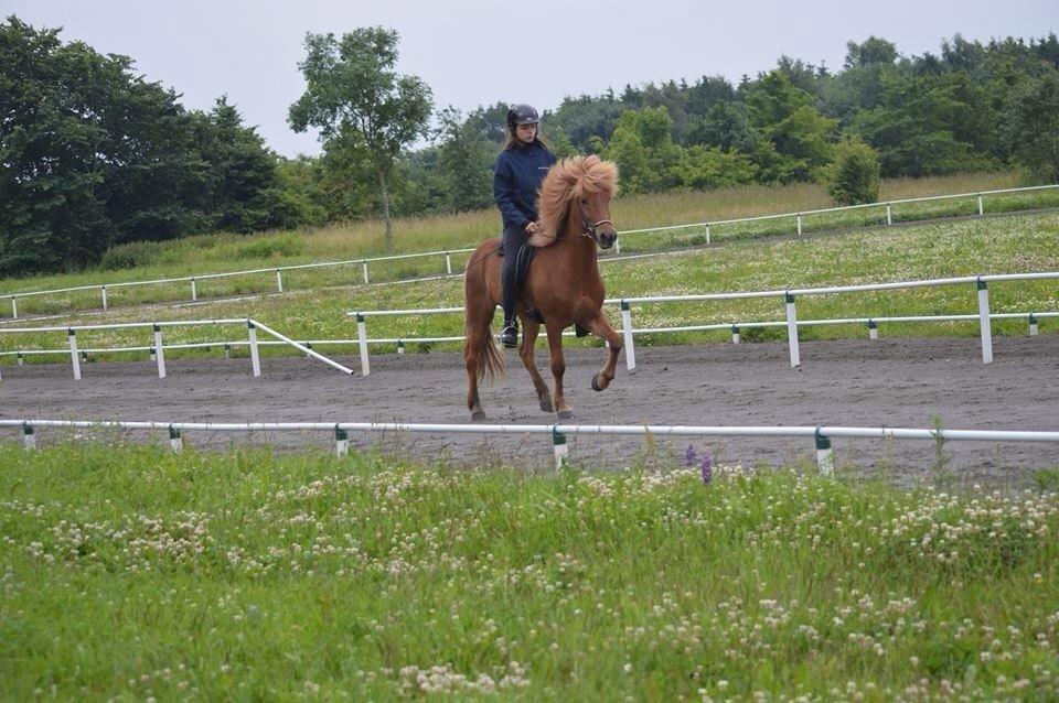 Islænder Dreki fra Hoelgaard billede 12