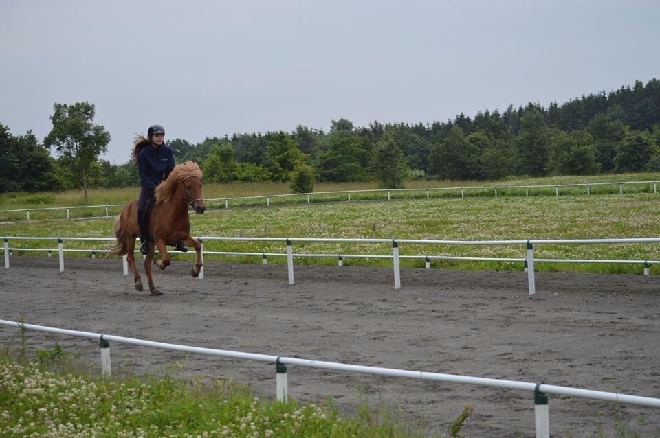Islænder Dreki fra Hoelgaard billede 6
