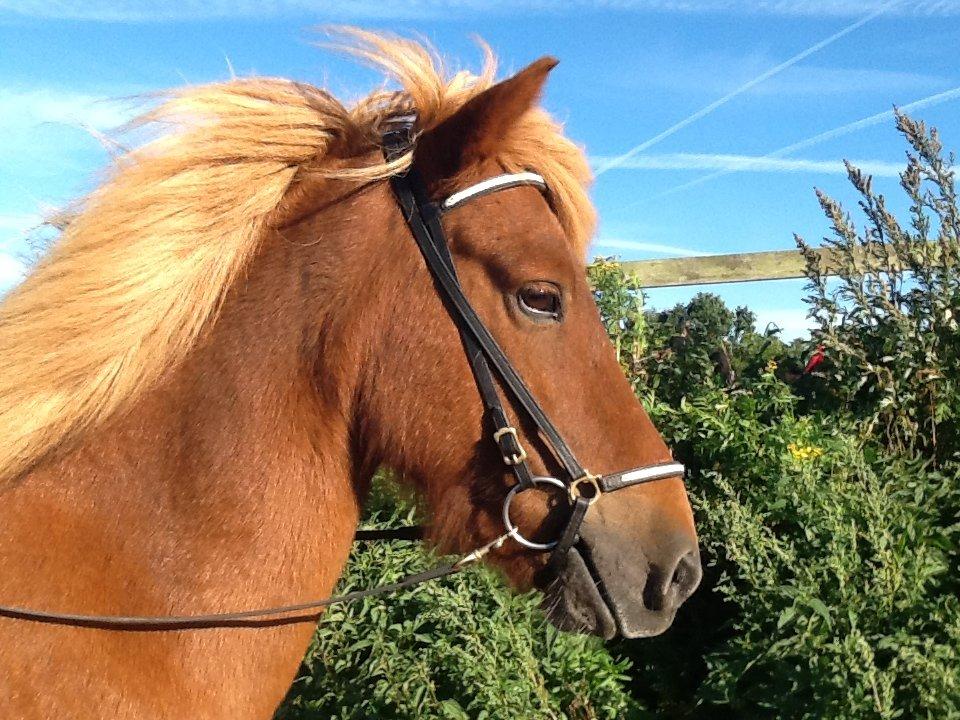 Islænder Dreki fra Hoelgaard billede 8