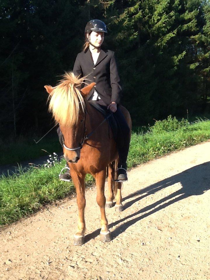 Islænder Dreki fra Hoelgaard billede 11