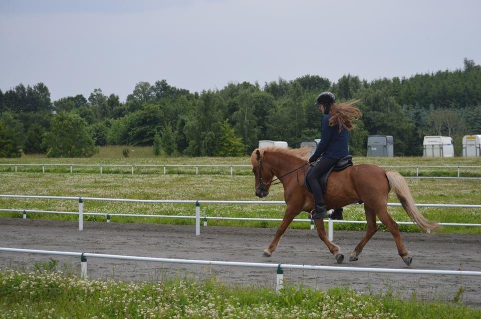 Islænder Dreki fra Hoelgaard billede 9